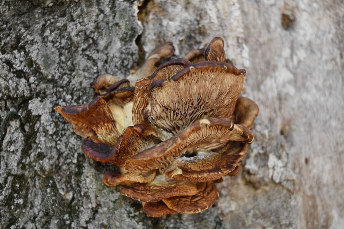 fungo, organismo, madeira, natureza, árvore, casca, cogumelo, ao ar livre