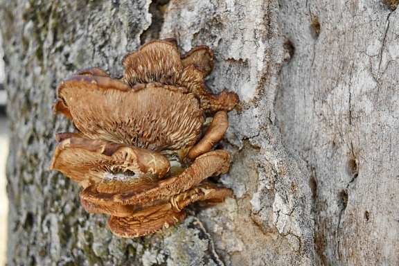 mushroom, fungus, wood, organism, bark, nature, tree, upclose