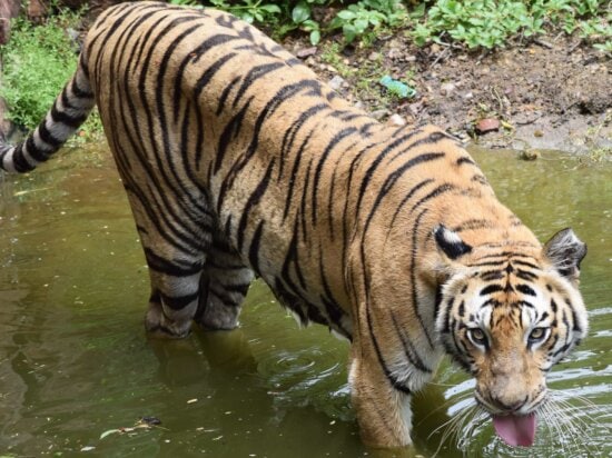 predator, carnivore, tiger, wildlife, stripes, cat, wild, nature