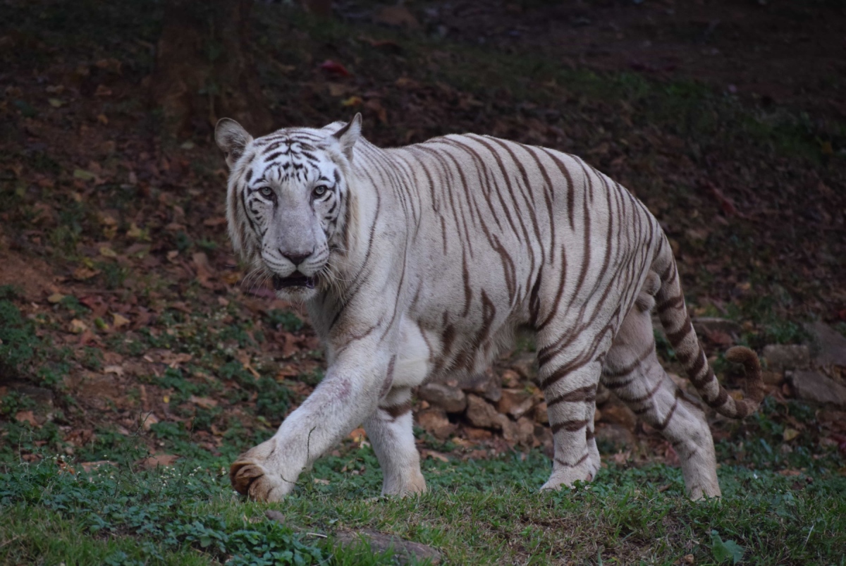 Albino, Bengal, tiger, vilda djur, rovdjur, katt, vilda, Stripes