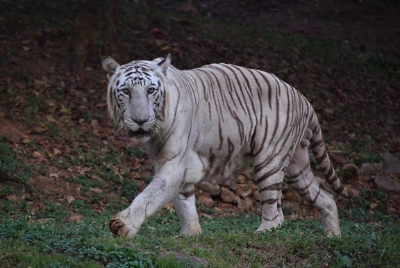 albino, Bengal, tiger, dyreliv, rovdyr, katten, vill, striper
