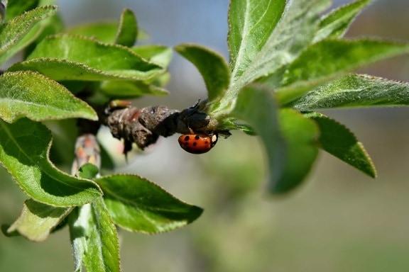 ladybug, arthropod, beetle, spring, leaf, insect, bug, nature