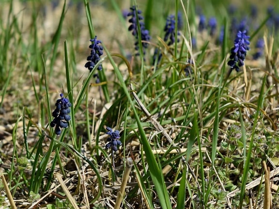 grape hyacinth, green gentian, green leaves, spring time, plant, flora, shrub, grass