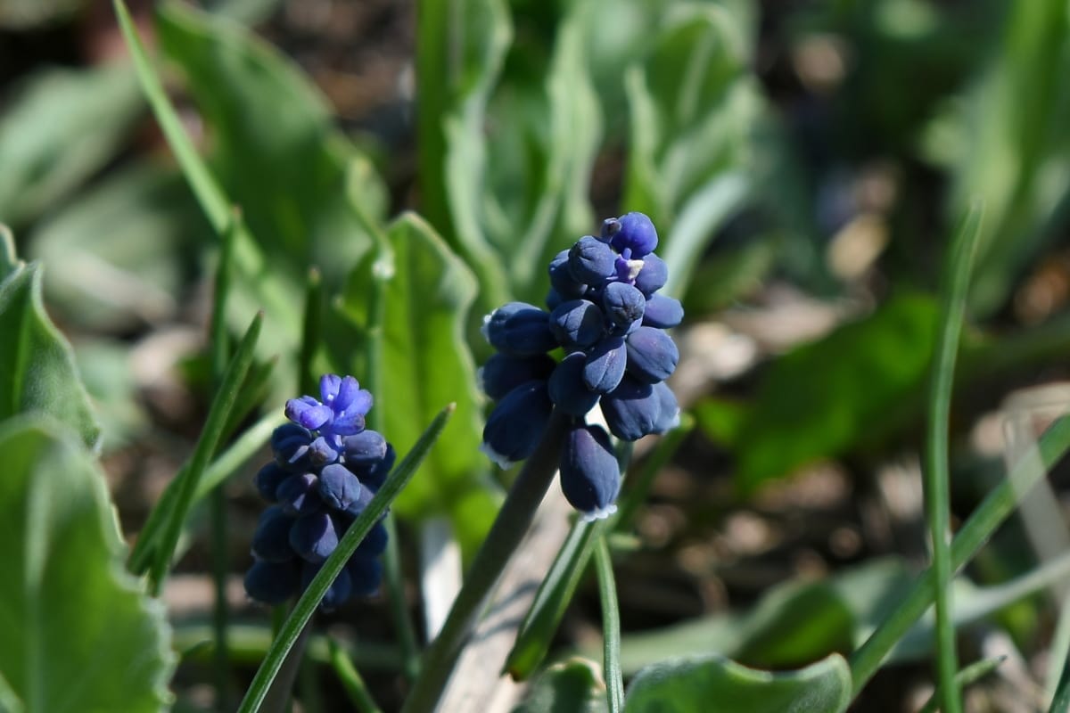 флора, природа, виноград hyacinth, лист, завод, сад, сезон, квітка
