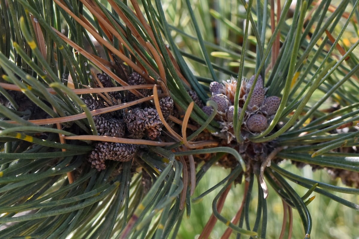 green leaves, pine, nature, conifer, evergreen, tree, branch, cone