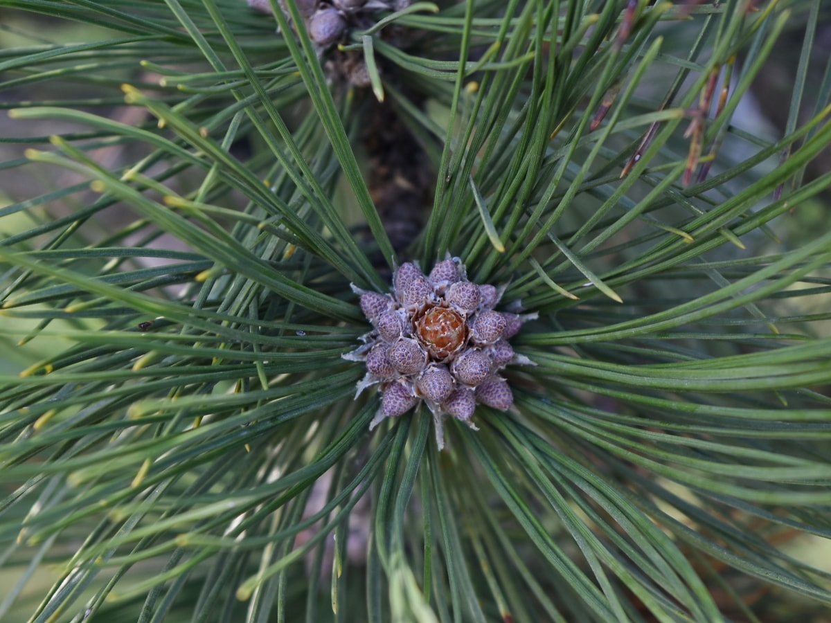 conifer, pine, evergreen, tree, needle, nature, branch, flora