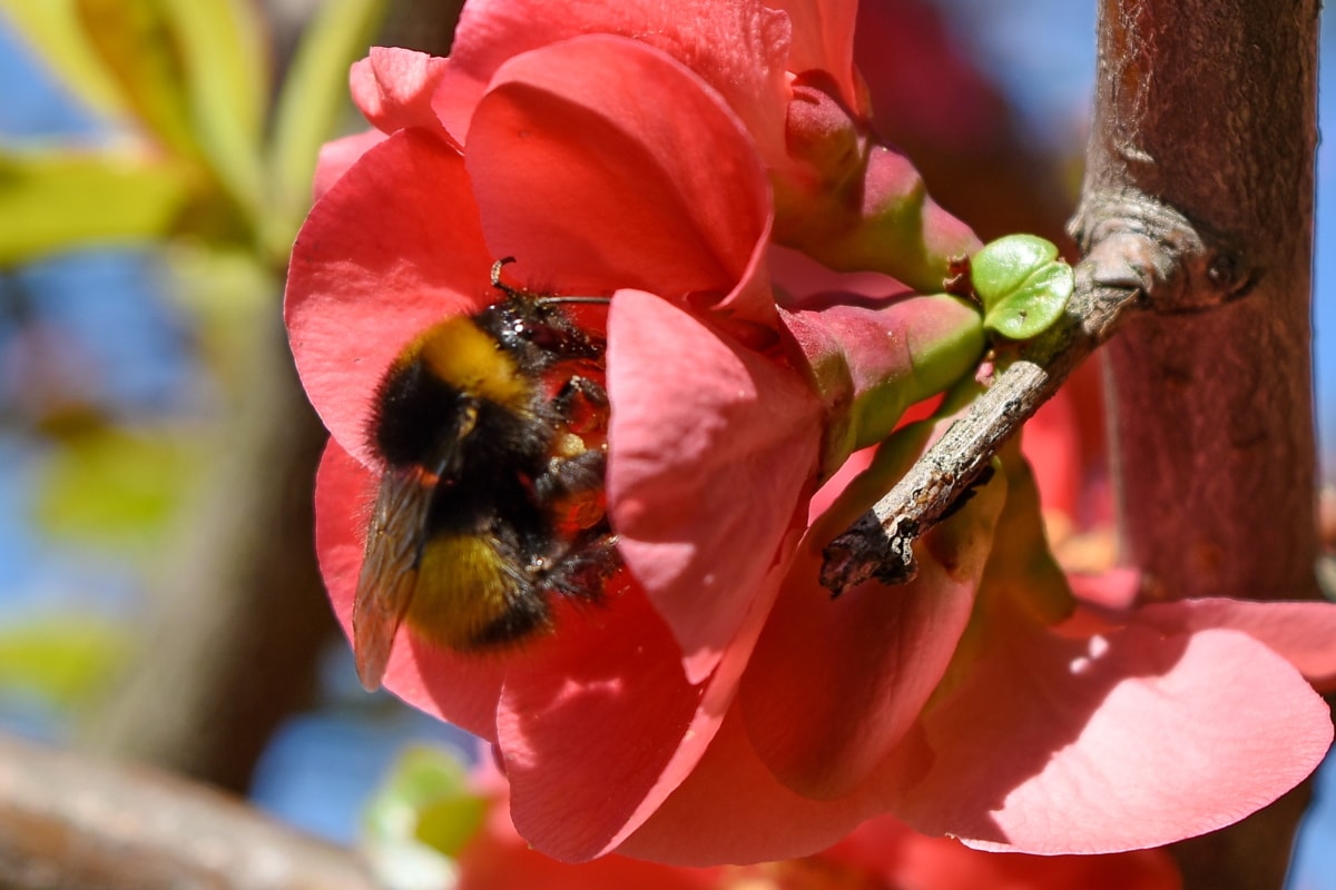 пчела, опрашване, природата, насекоми, цвете, храст, растителна, на открито
