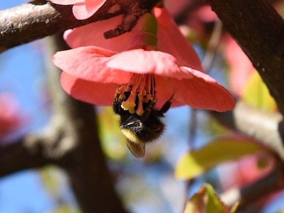 bumblebee, insect, arthropod, plant, flower, nature, outdoors, tree