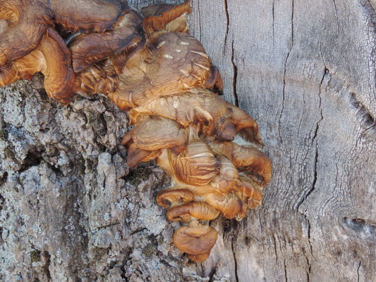 wood, nature, fungus, mushroom, upclose, food, tree, texture