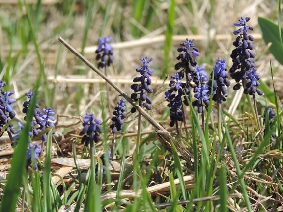 grape hyacinth, flora, herb, plant, nature, lavender, bugle, flower