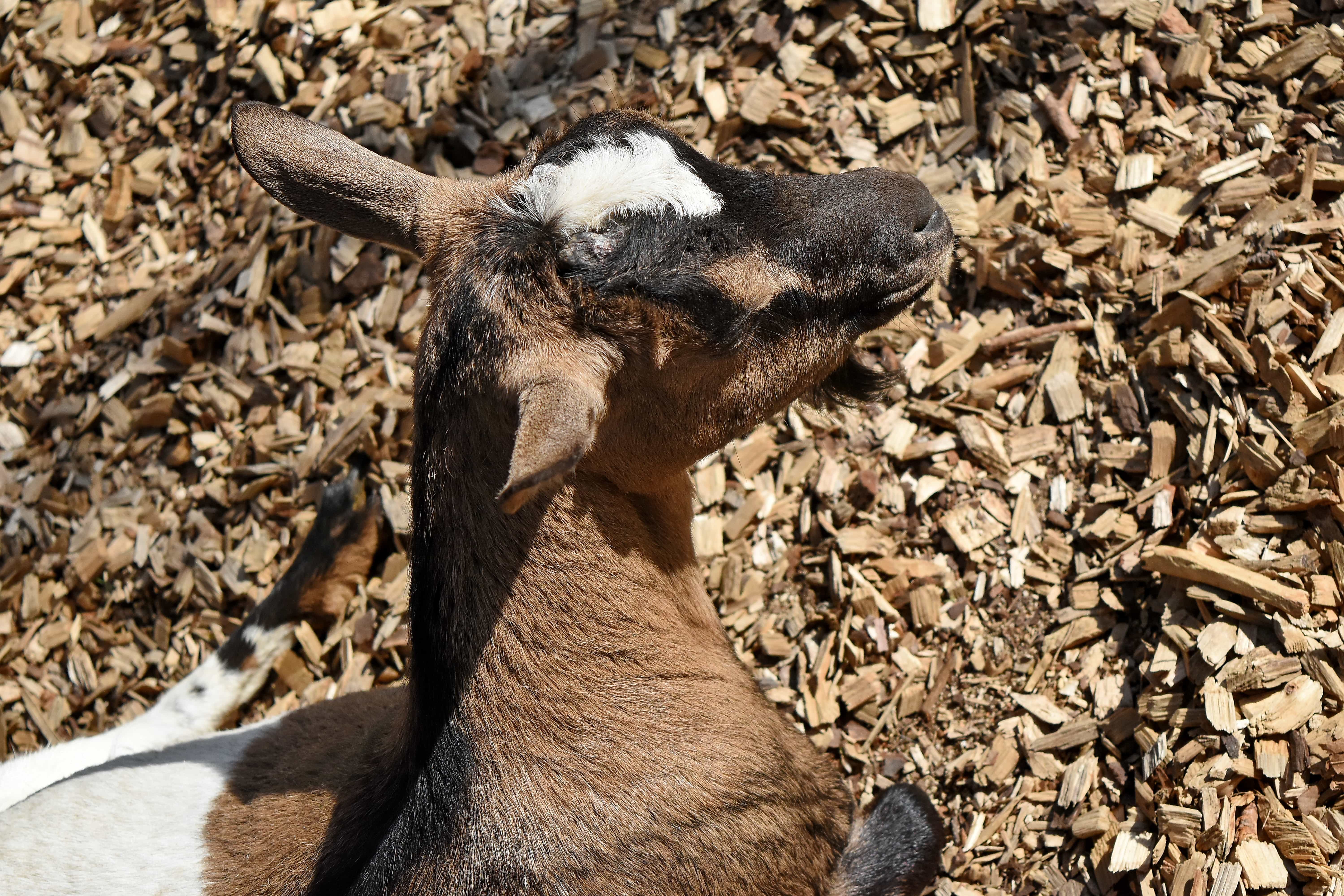 Голова козы. Нубийский козел фото. Высушенная Козья голова. Дикие козы рассыпавшись по откосу