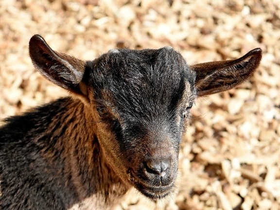 goat, wildlife, animal, livestock, nature, portrait, outdoors, farm