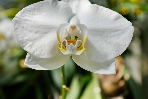 орхидея, листа, растителна, цвете, цветя, венчелистче, природата, флора