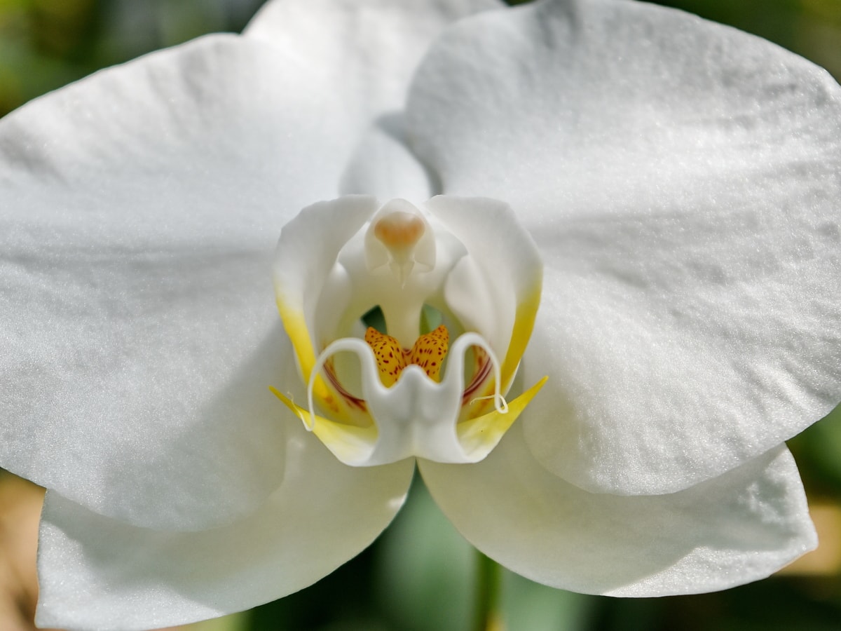Részletek, orchidea, szirom, bibe, fehér, gyönyörű, gyönyörű virágok, virágzás