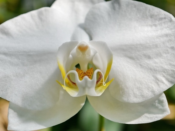 detalj, orhideja, latica, tučak, bijeli, lijepa, prekrasno cvijeće, cvatanje