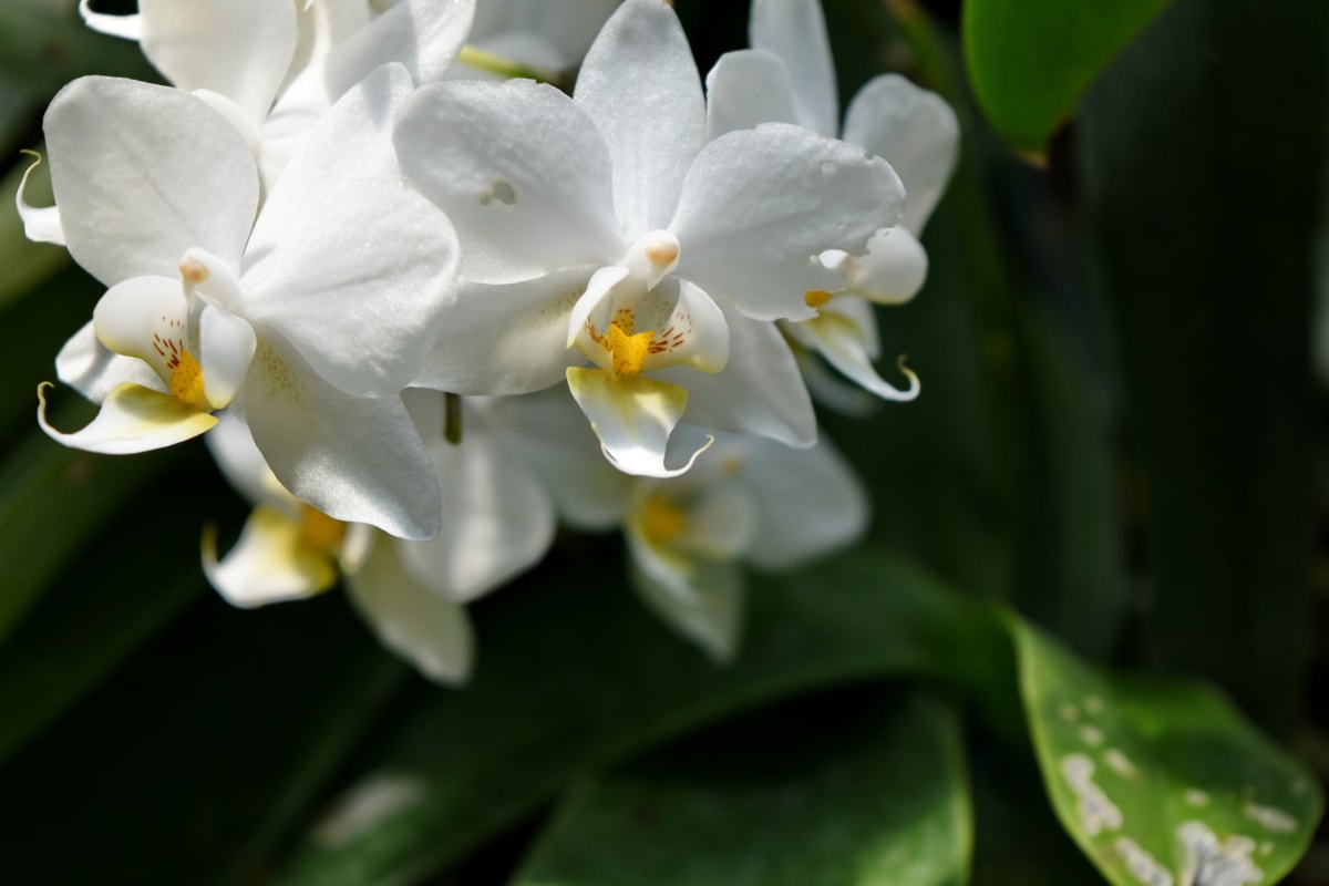 orkidea, trope, blomst, flora, busk, plante, blomster, blomsterflor