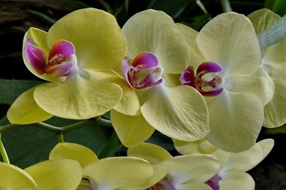 orchid, rain forest, petal, tropical, plant, flower, flora, bloom