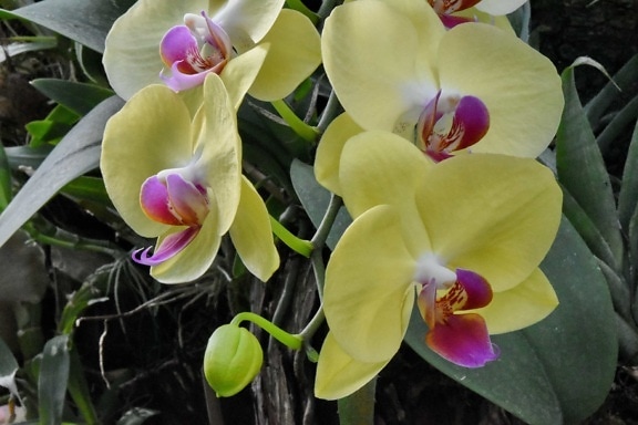 orkide, kronblad, trädgård, exotiska, blommande, flora, blomma, naturen