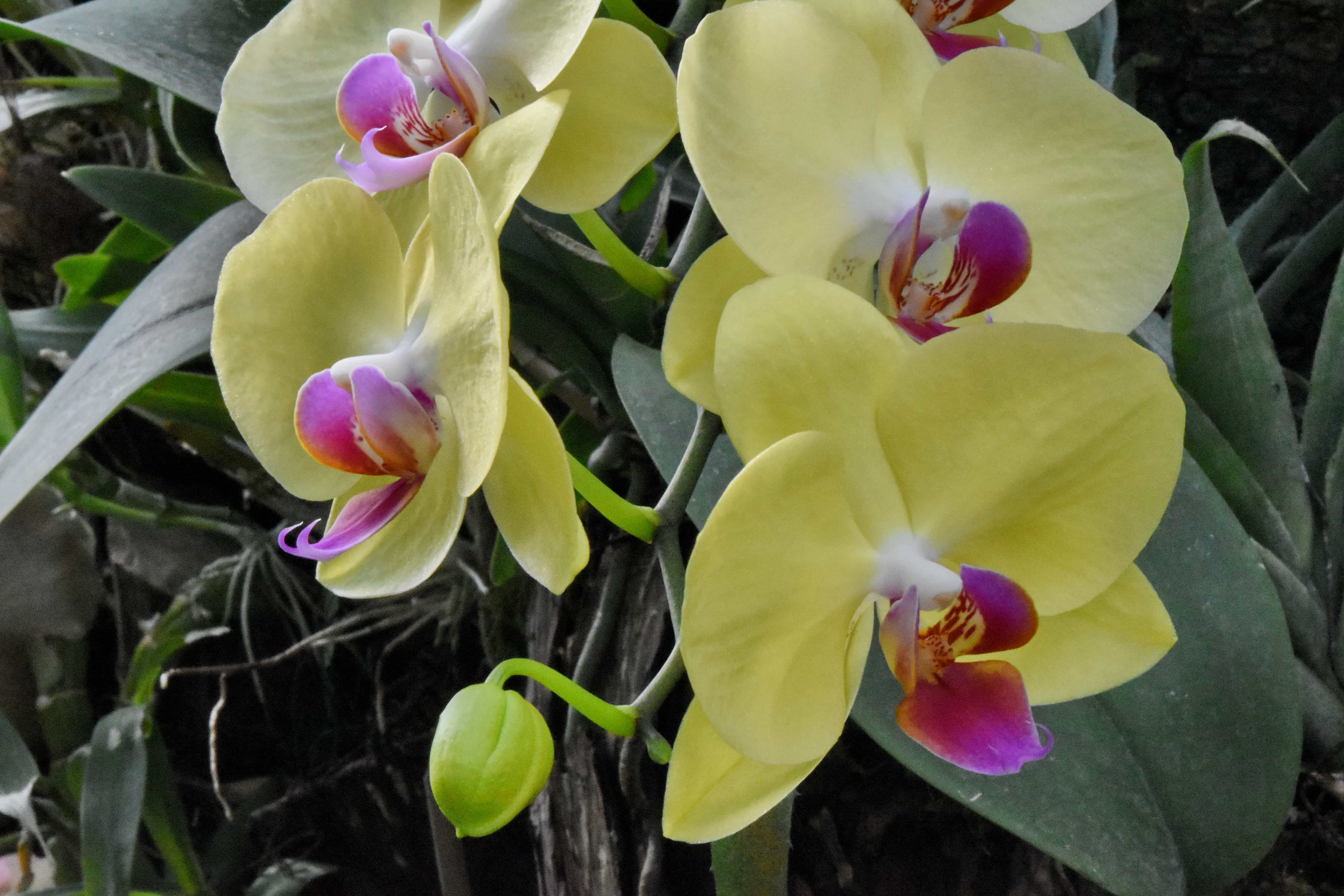 Imagem gratuita: orquídea, pétala, jardim, exóticas, florescendo, flora,  flor, natureza