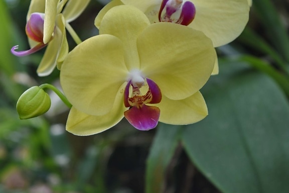 flower bud, flower garden, orchid, pistil, pollen, tropical, beautiful, beautiful flowers