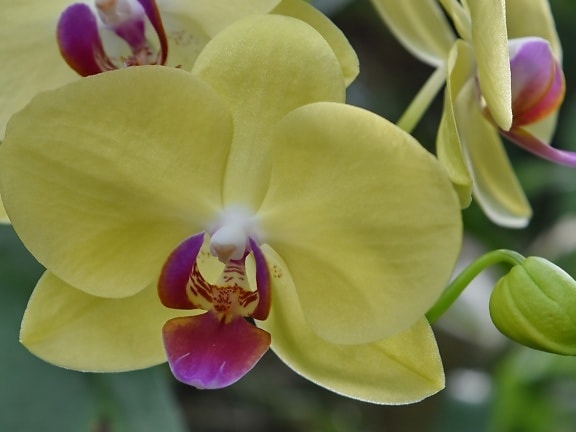 orkidea, pollen, gullig, kronblad, plante, blomst, natur, flora