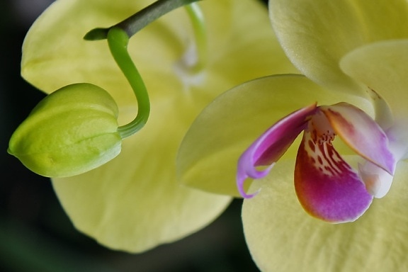 Botanische, detail, bloemknop, bloementuin, orchidee, bloesem, flora, bloem