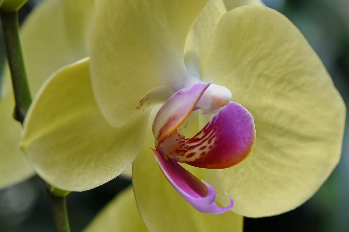 orticoltura, orchidea, pistillo, pianta, esotico, natura, petalo, fiorire