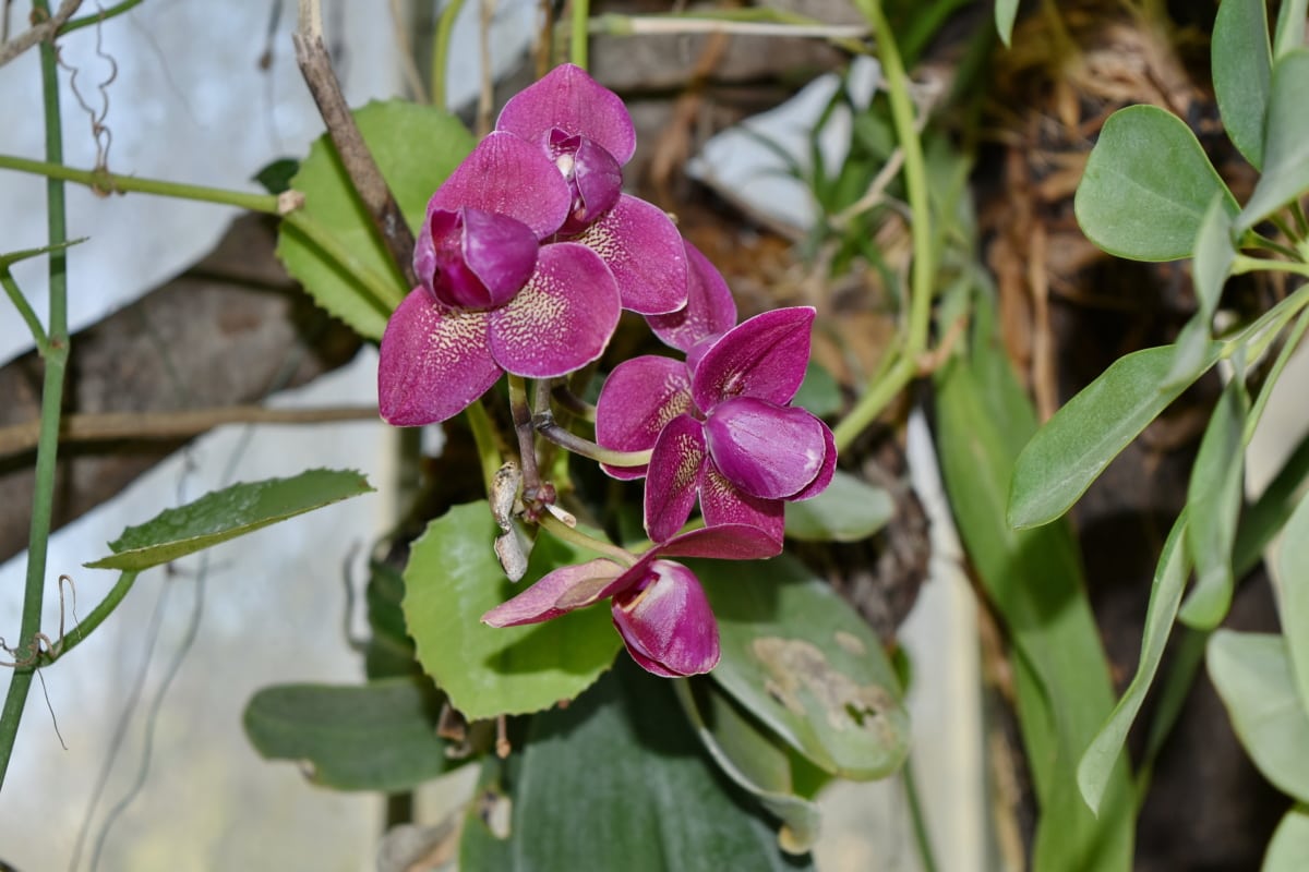 orchidee, plant, bloem, bloesem, flora, roze, natuur, blad