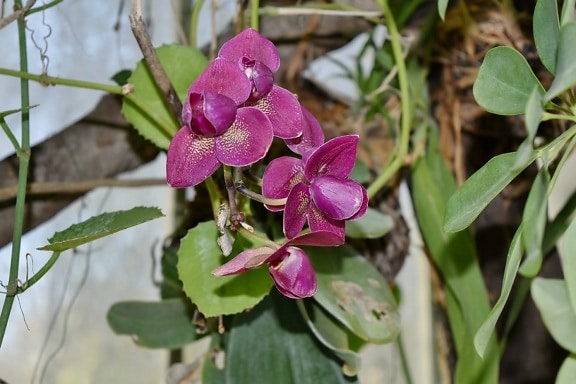 orkide, anlegget, blomst, blomstre, flora, rosa, natur, blad