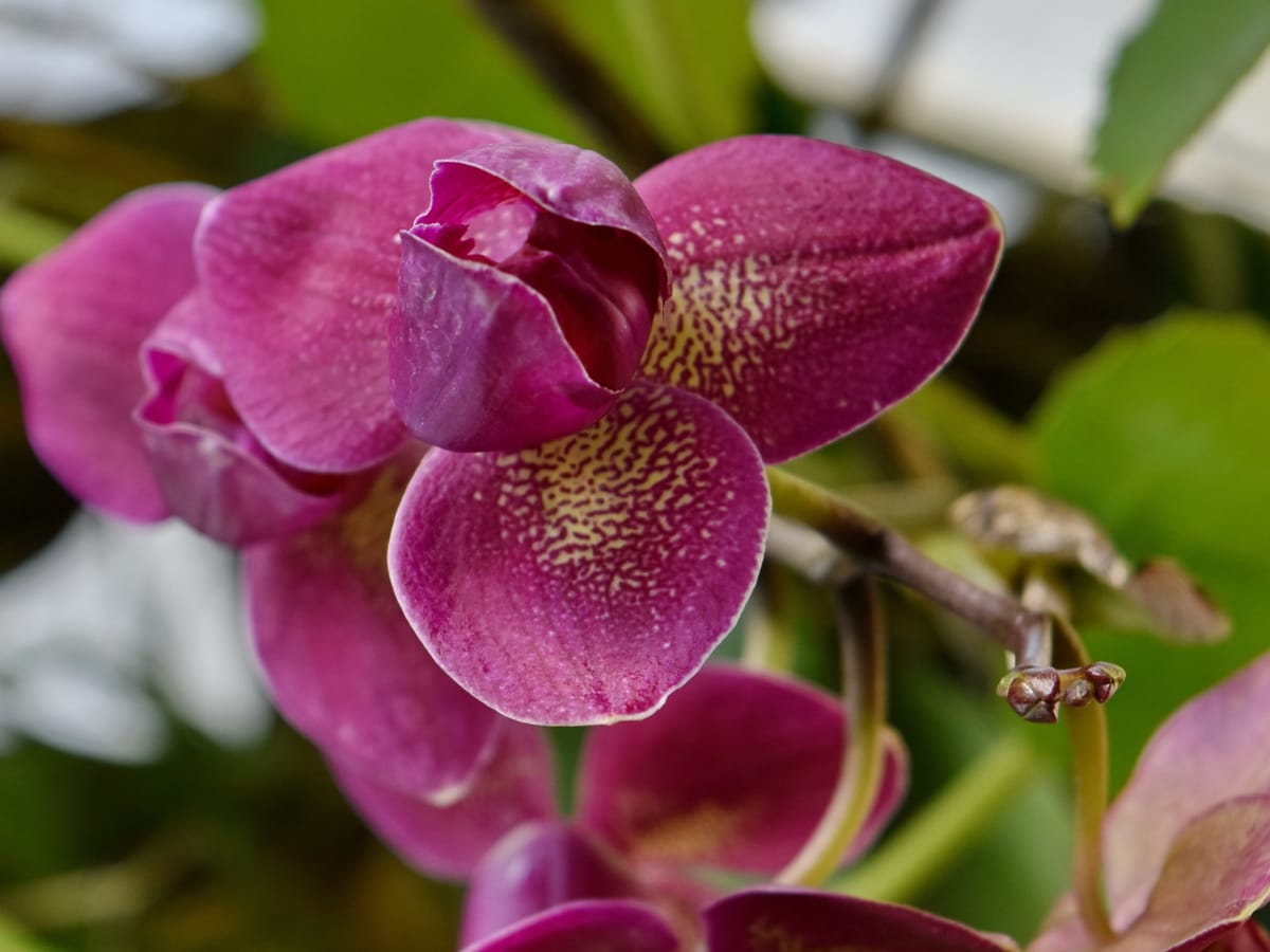Orquídea, púrpura, flora, flor, Pétalo, naturaleza, Jardín, rosa