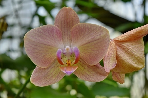 detail, orchid, pinkish, pistil, blossom, nature, plant, flower