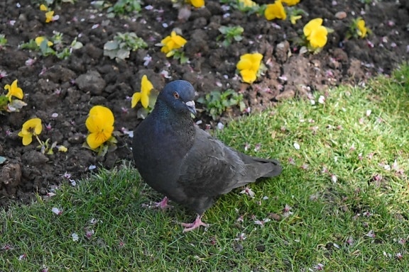 dove, bird, nature, outdoors, garden, grass, pigeon, wildlife