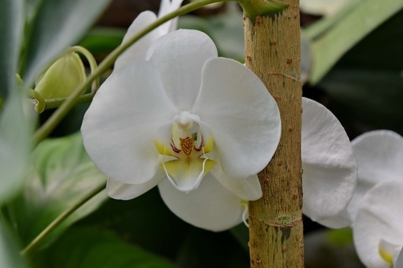 orchid, flower, spring, plant, blossom, nature, herb, tropical
