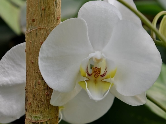 elegant, flower garden, orchid, pistil, plant, tropical, flower, tree
