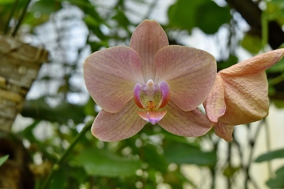 tuinbouw, orchidee, roze, stamper, plant, bloeien, bloemblad, bloesem