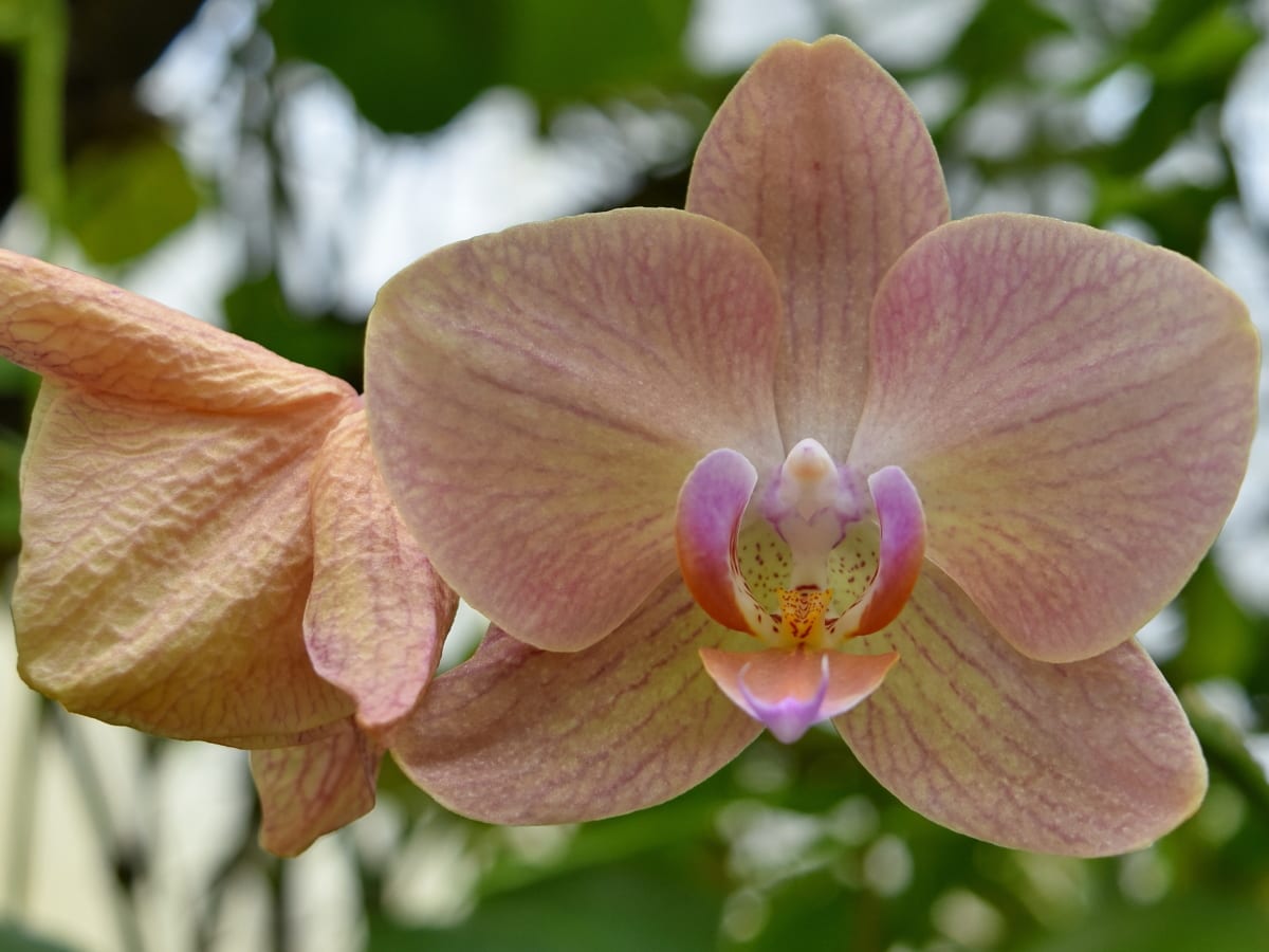 orkidea, natur, haven, busk, tropisk, flor, kronblad, flora