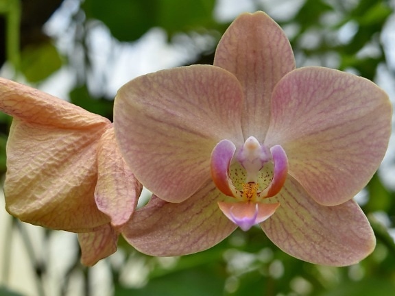 орхидея, природата, градина, храст, тропически, разцвет, венчелистче, флора