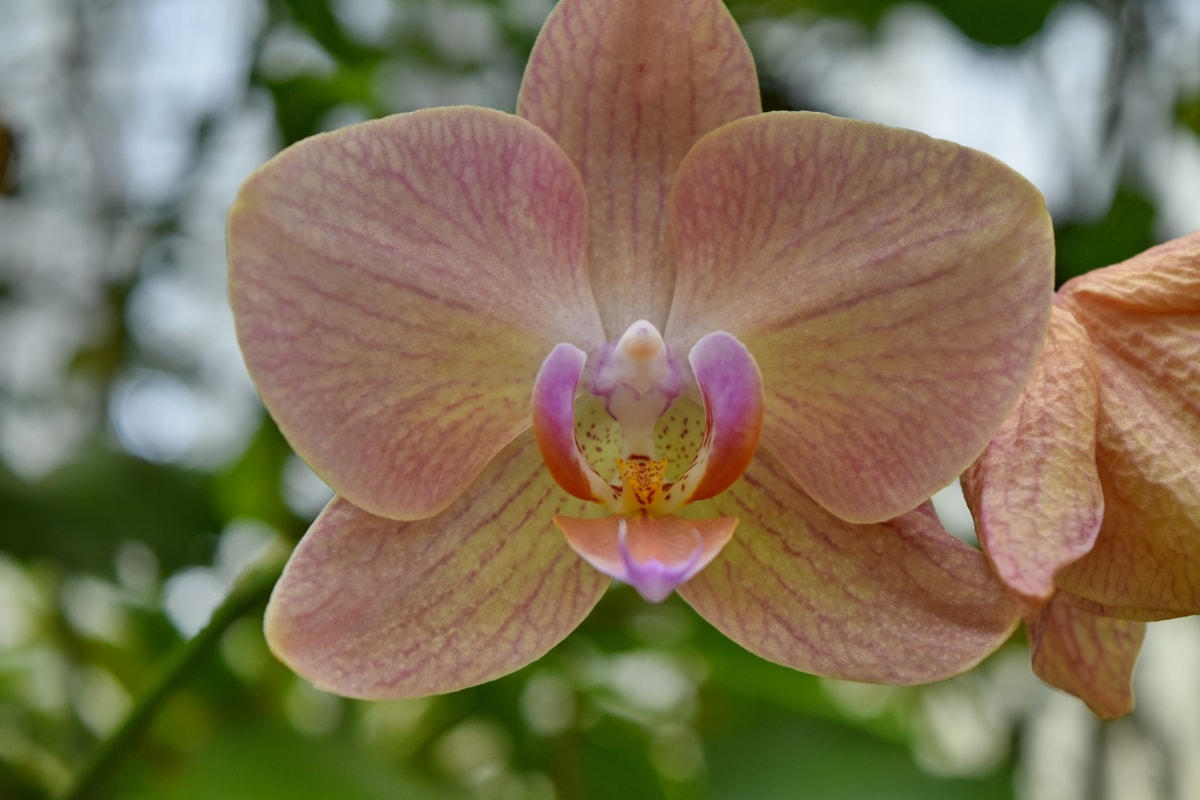 орхидея, природата, растителна, цвете, флора, разцвет, венчелистче, цвят