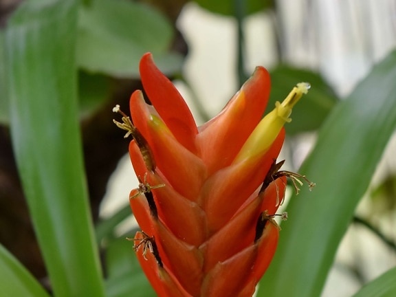 beautiful flowers, detail, exotic, horticulture, red, tropical, garden, blossom