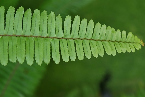 fern, green leaf, plant, flora, leaf, nature, outdoors, wood