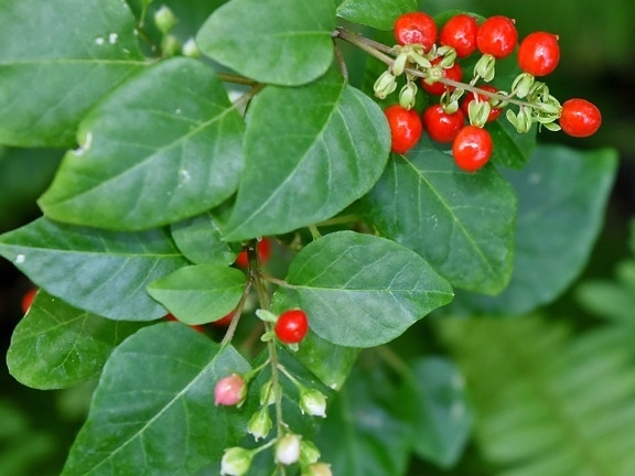 nature, berry, shrub, branch, leaf, berries, plant, summer