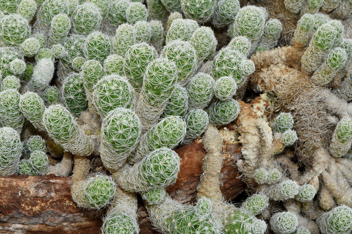 フリー写真画像 砂漠 砂漠の植物 詳細 フローラ サボテン 工場 自然 葉
