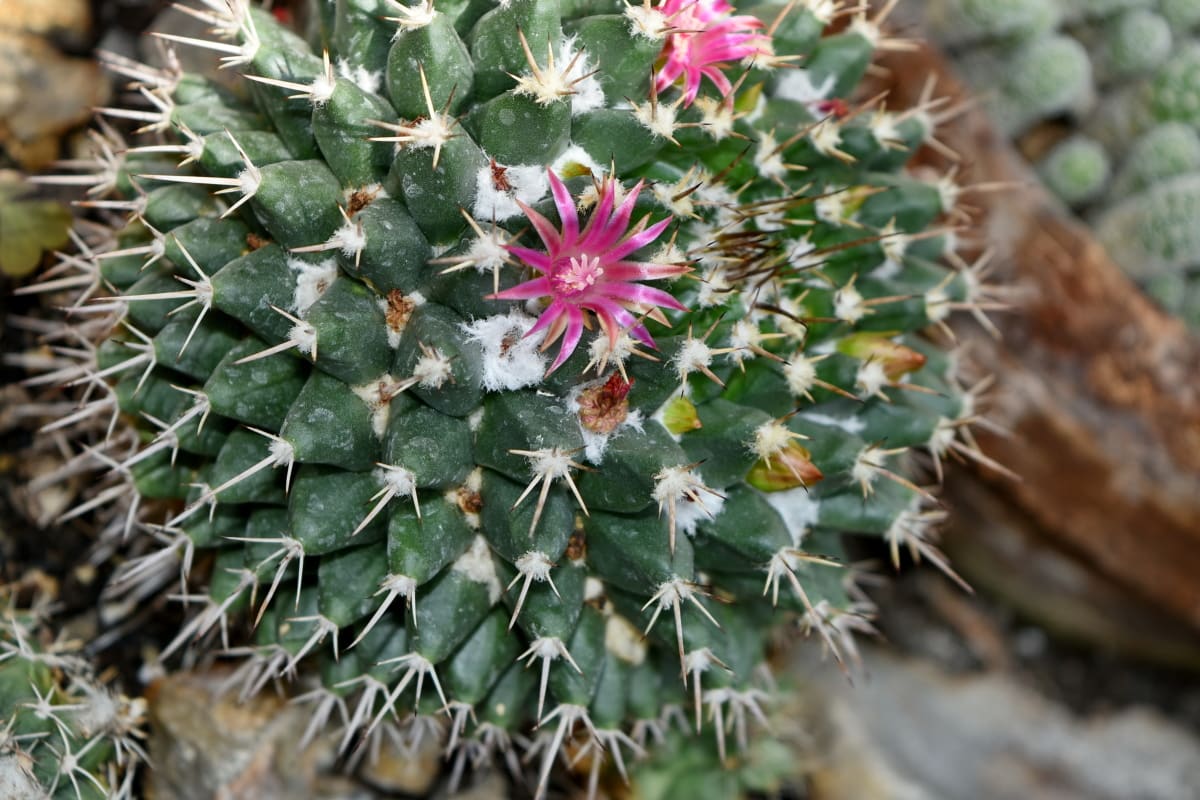 cactus, jardín de flores, sostenido, espina, postre, espiga, naturaleza, flora