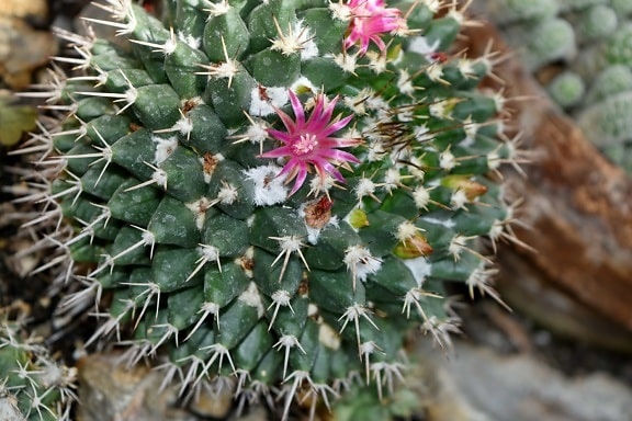 cactus, flower garden, sharp, thorn, desert, spike, nature, flora