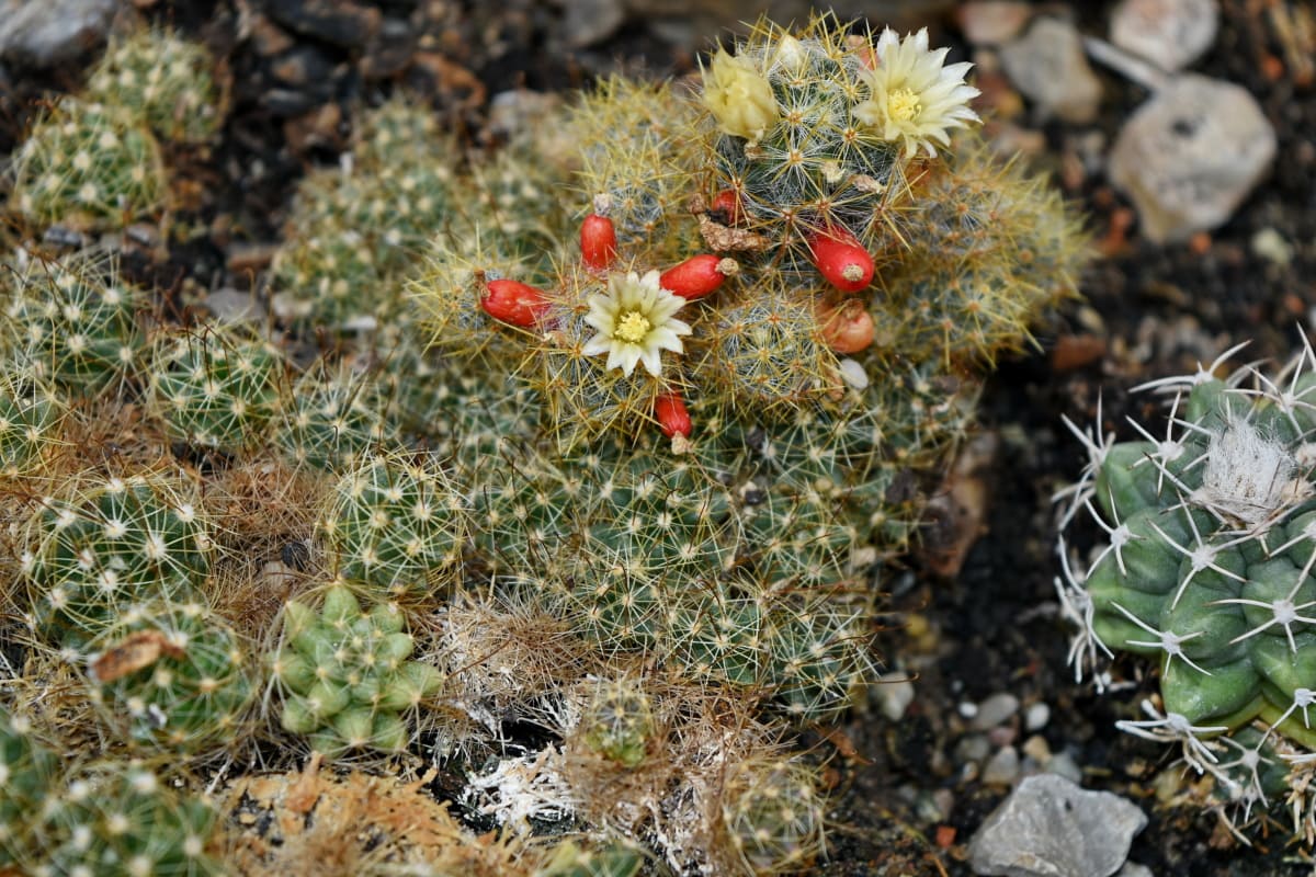 cactus, spike, thorn, succulent, flora, desert, spine, nature