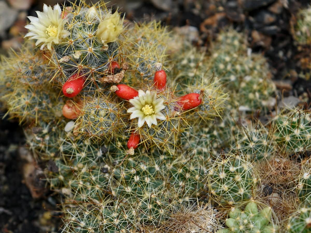 cactus, plantas del desierto, espina, flora, sostenido, naturaleza, postre, suculenta