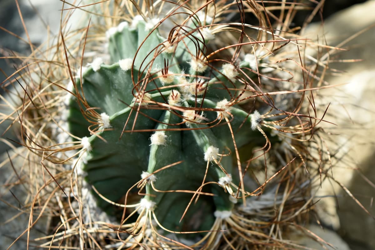 seco, naturaleza, flora, cactus, planta, postre, sostenido, de cerca