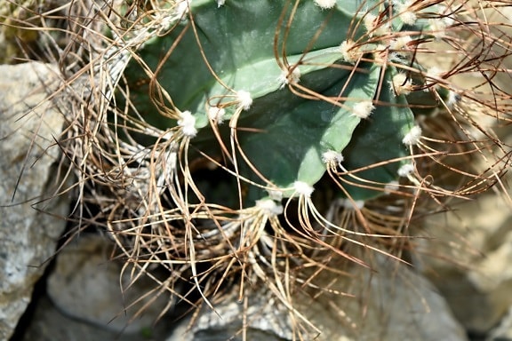 botanic, desert plant, detail, sharp, spike, cactus, nature, plant