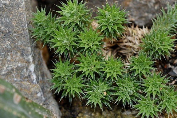 cactus, hoja verde, sostenido, espiga, naturaleza, flora, planta, hoja