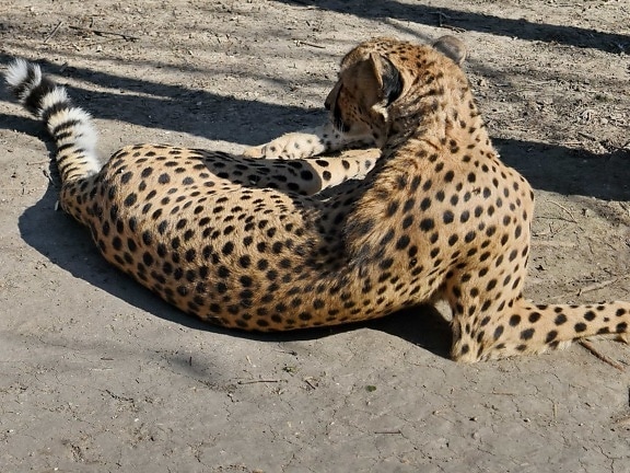 wildlife, wild, cat, cheetah, feline, predator, leopard, safari